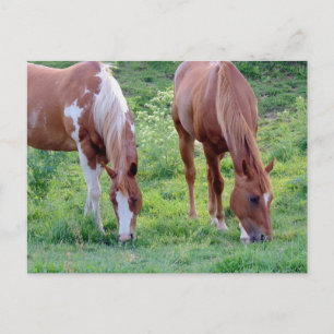 Graaspaarden Briefkaart