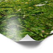 Graaspaarden Foto Afdruk (Hoek)