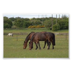 Graaspaarden Foto Afdruk
