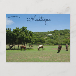 Graaspaarden in Mustique Briefkaart