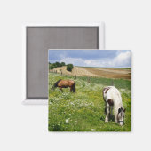 Graaspaarden Magneet (Voorkant / Achterkant)