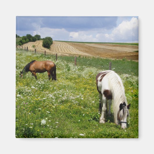Graaspaarden Magneet (Voorkant)