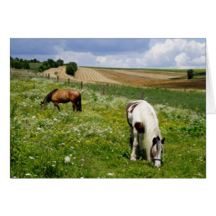 Graaspaarden op het veld