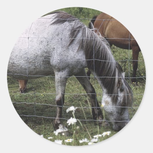 Graaspaarden Ronde Sticker (Voorkant)