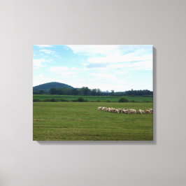 Graasschaap Canvas Afdruk
