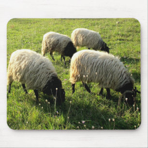 Graasschaap Muismat