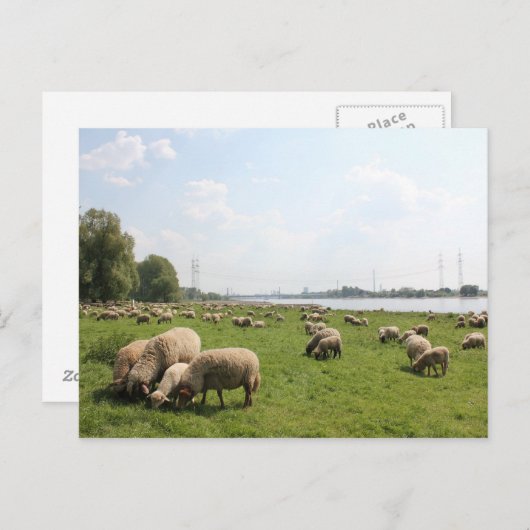 Graasschapen op de Rijn Briefkaart (Voorkant / Achterkant)