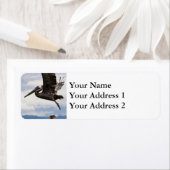 Graceful Brown Pelican Etiket (Insitu)