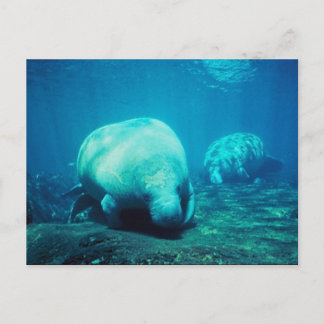 Graceful Florida Manatees Post Card Briefkaart