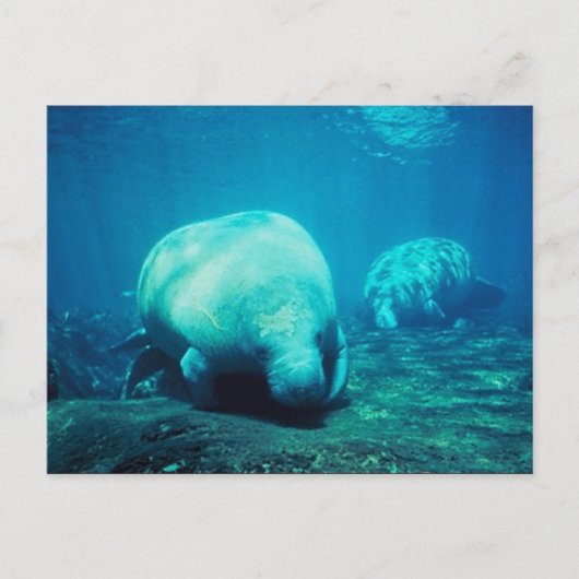 Graceful Florida Manatees Post Card Briefkaart (Voorkant)