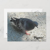 Graceful Pigeon Briefkaart (Voorkant / Achterkant)