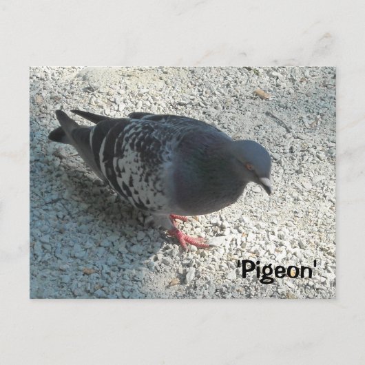 Graceful Pigeon Briefkaart (Voorkant)