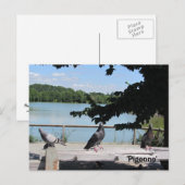 Graceful Pigeons Briefkaart (Voorkant / Achterkant)