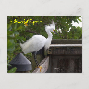 Graceful pluizig Egret Bird Briefkaart