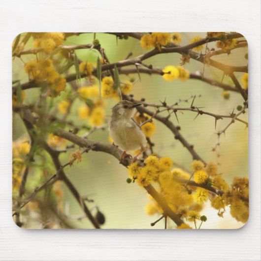 Graceful Prinia Muismat (Voorkant)