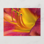 Graceful Red Daylily Briefkaart (Voorkant)