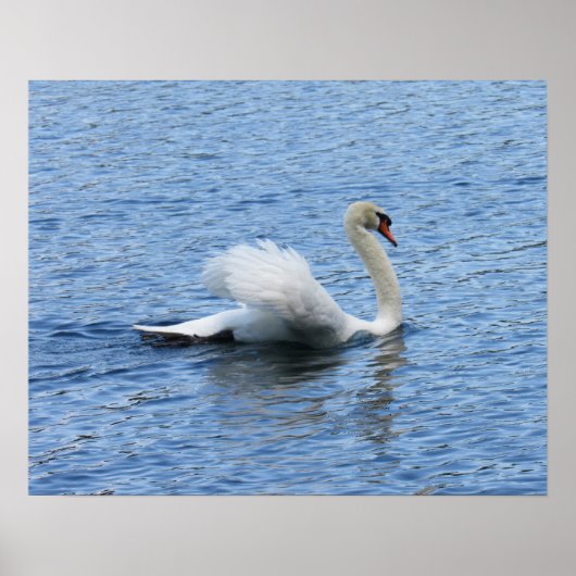 Graceful Swan Poster Print (Voorkant)