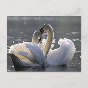 Graceful swans briefkaart
