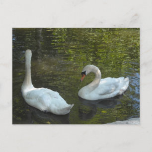 Graceful Swans Briefkaart