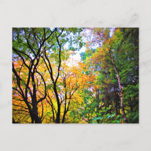 Graceful Trees Colorful Leaves Schilderachtig Natu Briefkaart