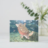 Graceful Turtle Briefkaart (Staand voorkant)