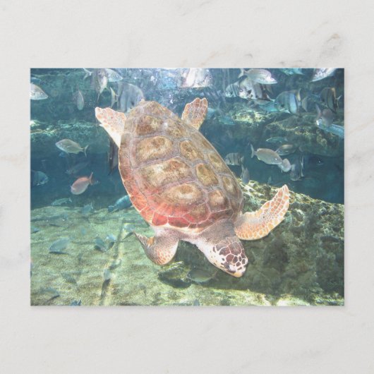 Graceful Turtle Briefkaart (Voorkant)