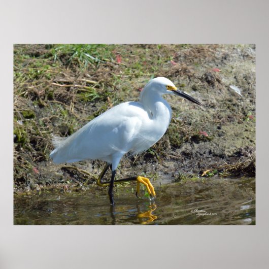 Graceful white Egret bird Poster (Voorkant)