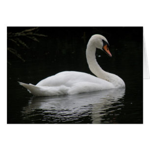 Graceful White Swan Card