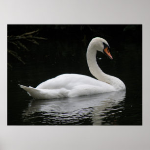 Graceful White Swan Poster