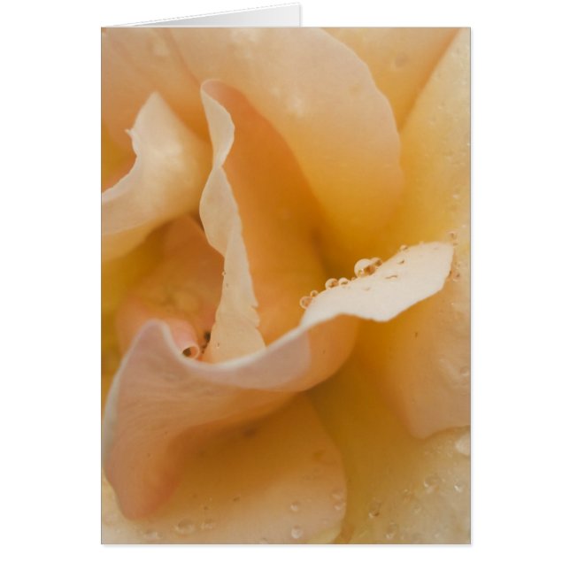 Grace's Gentle Touch-kaart (Voorkant)