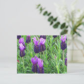 Grace's Lavender Briefkaart (Staand voorkant)