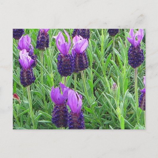 Grace's Lavender Briefkaart (Voorkant)