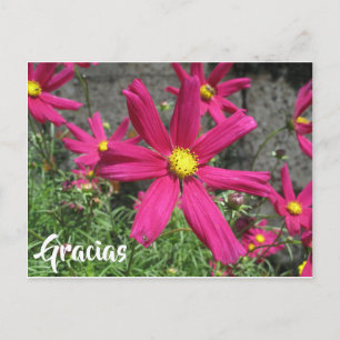 Gracias Spaanse paarse bloem bedankt Briefkaart