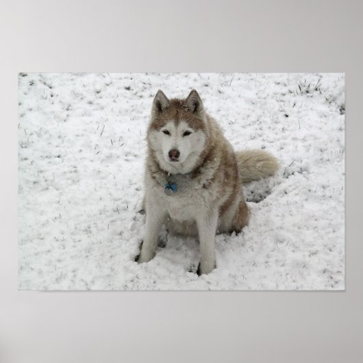 Gracie 1 poster (Voorkant)