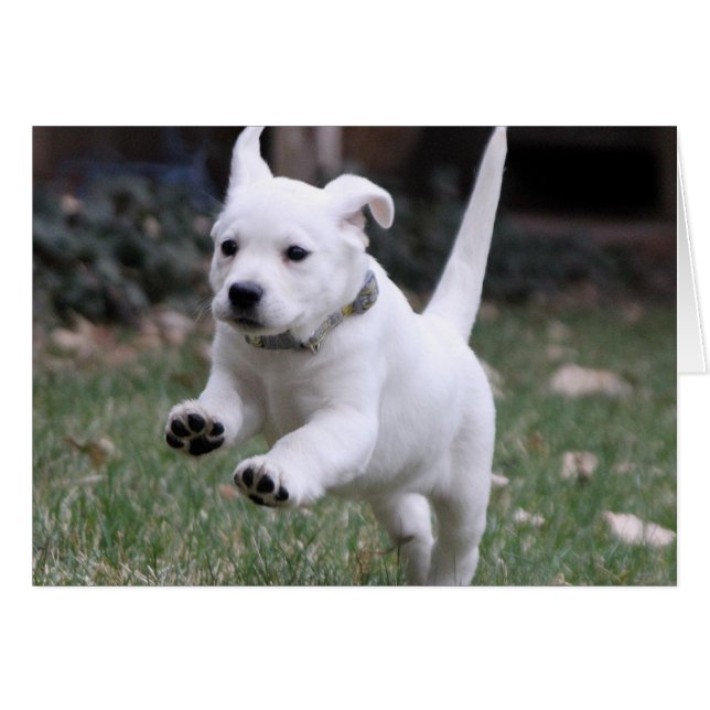 Gracie, le laboratoire jaune (blanc) (Devant horizontal)
