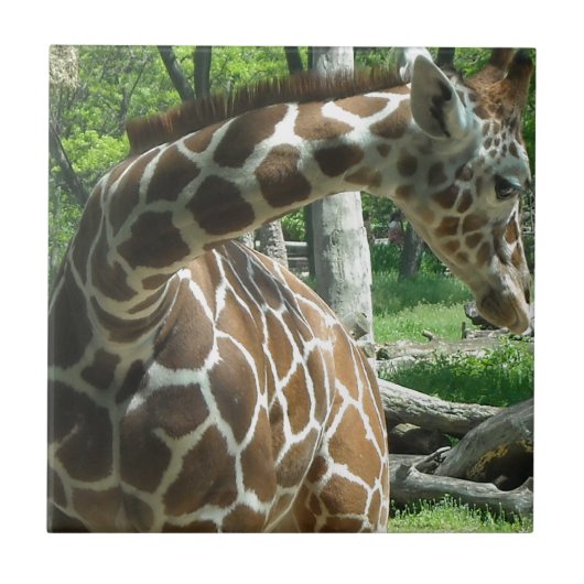 Gracieuze Giraffe Tegeltje (Voorkant)