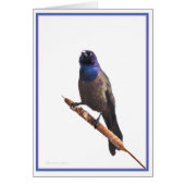 Grackle (Voorkant)