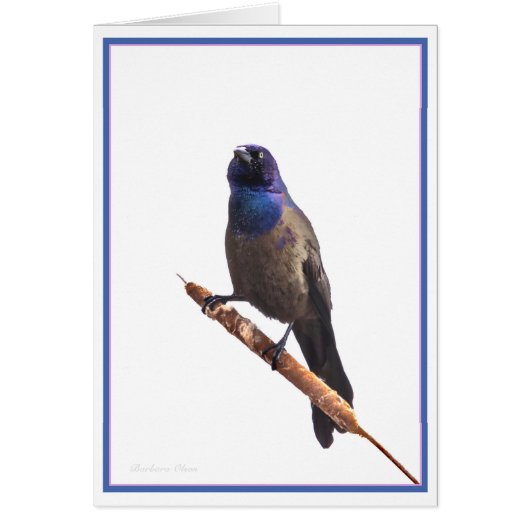 Grackle (Voorkant)
