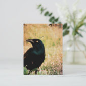 Grackle 3 briefkaart (Staand voorkant)