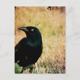 Grackle 3 briefkaart