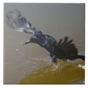 Grackle Bird Crow spatten in water Tegel Tegeltje