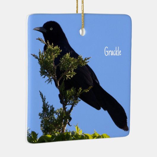 Grackle Bird Ornament (Rechts)