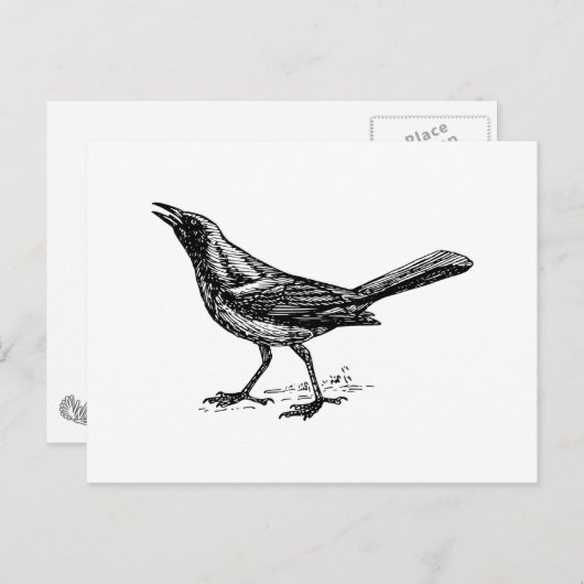 Grackle Bird  Sketch Briefkaart (Voorkant / Achterkant)