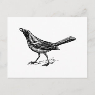 Grackle Bird  Sketch Briefkaart