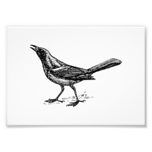Grackle Bird Sketch Foto Afdruk