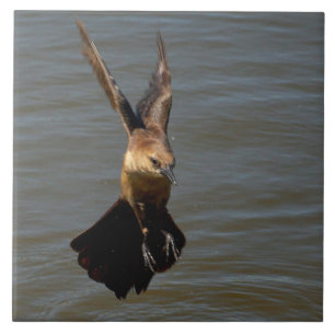 Grackle kraaivogel Vliegen boven water Tegel Tegeltje
