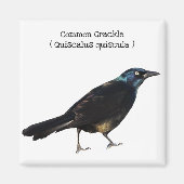 Grackle Magneet (Voorkant)