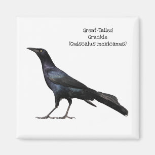 Grackle met grote buikholte magneet