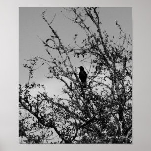 Grackle Poster