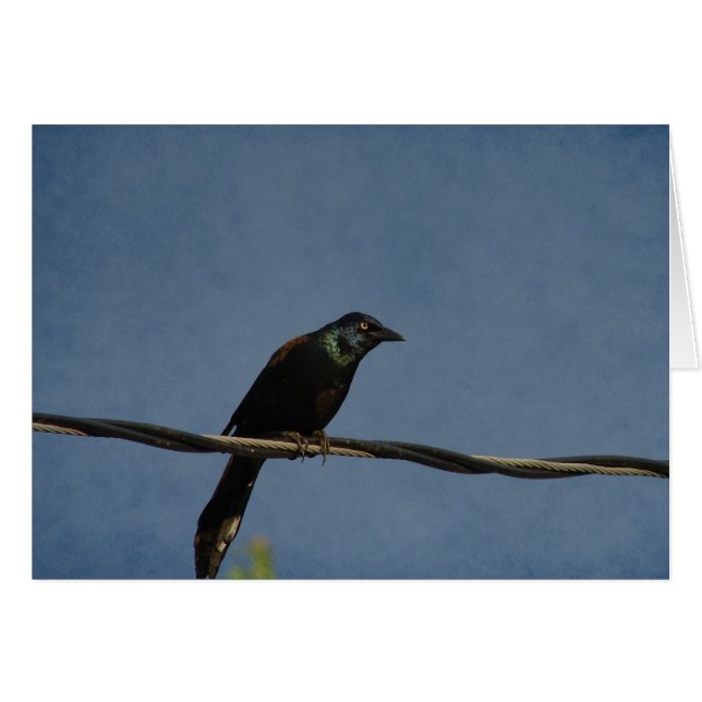Grackle Power (Voorkant Horizontaal)
